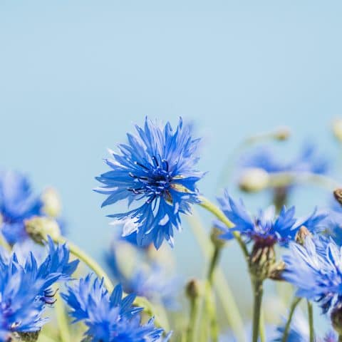 Standard bild